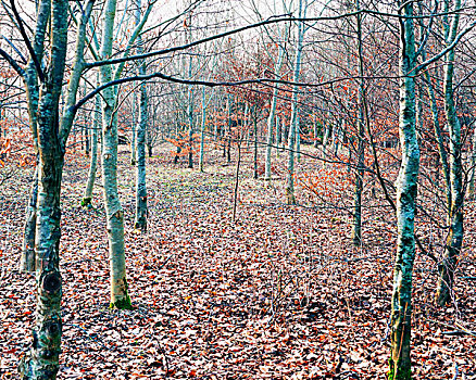 树林,冬天,科茨沃尔德,格洛斯特郡,英格兰