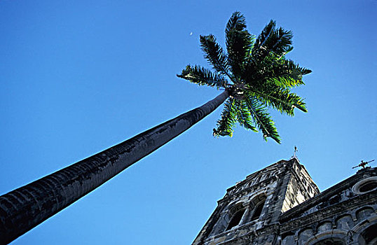 英国国教,大教堂,棕榈树