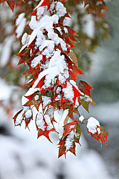 积雪,红叶