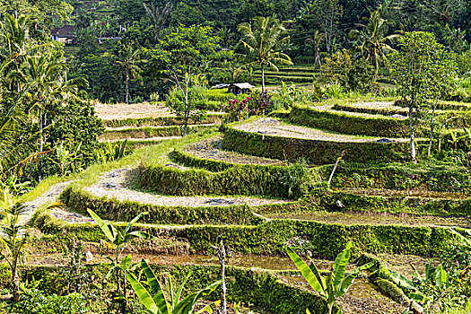 阶梯状,稻田,巴厘岛,印度尼西亚