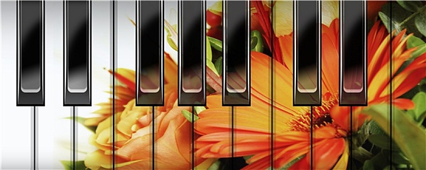 琴键,花