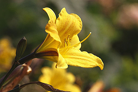 百合,鸢尾,特写,盛开,黄色,植物,花,观赏植物,鸢尾科,自然,装饰花