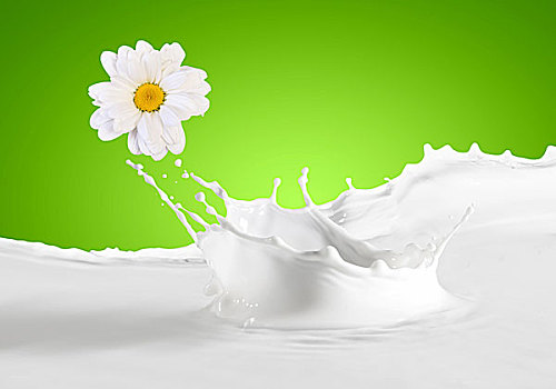 倒出,白色,新鲜,牛奶,甘菊,背景