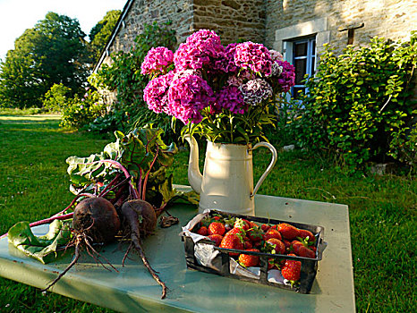 两个,甜菜,草莓,老,咖啡壶,容器,花,桌子,漂亮,绿色,花园,夏天,房子,背景