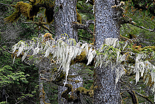 苔藓,沿岸,雨,树林,不列颠哥伦比亚省,加拿大,北美