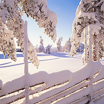 积雪,树