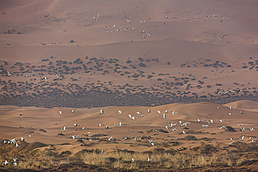 天鹅飞越腾格里沙漠