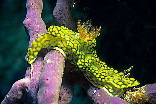 裸鳃类动物,马尔代夫,印度洋,亚洲