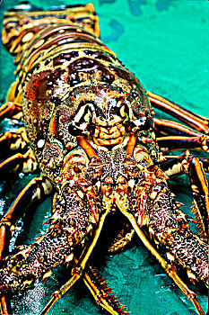 西印度群岛,大螯虾