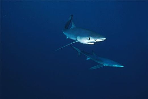 蓝鲨,锯峰齿鲛,一对,水下,加利福尼亚