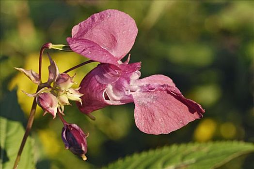 花,茎,水果,芽,粉色