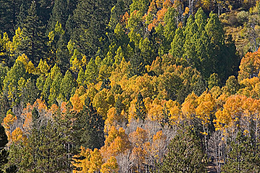 白杨,树,秋色,希望,山谷,加利福尼亚