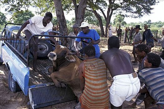 卸载,阉牛,牛,运输,纳米比亚