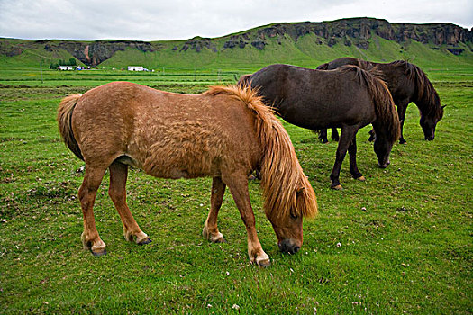 冰岛马,放牧,南方,冰岛