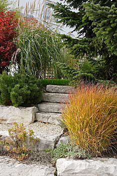 天然石,台阶,山坡,花园,松属