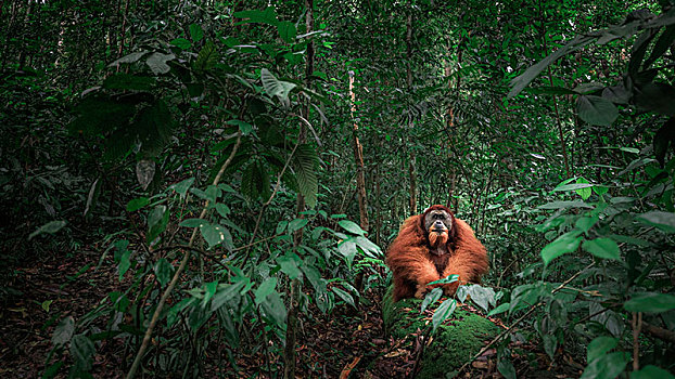 苏门答腊猩猩,坐,登录,古农列尤择国家公园,北方,苏门答腊岛