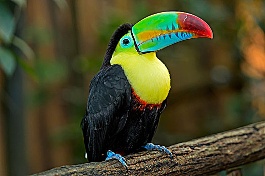 巨嘴鸟,坐,枝头,哥斯达黎加,中美洲