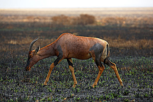 羚羊,大草原,塞伦盖蒂国家公园,坦桑尼亚,非洲
