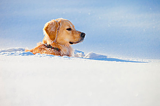 狗,掩埋,雪中,云杉,小树林,艾伯塔省,加拿大