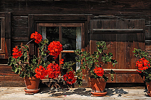 红色,天竺葵,正面,窗户,老,农舍,户外博物馆,上巴伐利亚,德国,欧洲