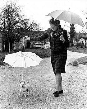 女人,走,小狗,穿,伞,英格兰,英国