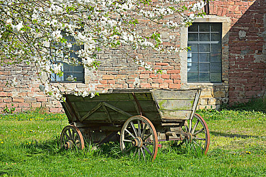 老,手推车,花园,盛开,樱桃树,黑森州,德国,欧洲