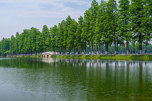 湖北武汉,东湖,风景区,夏日,风光