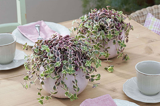 植物,桌饰