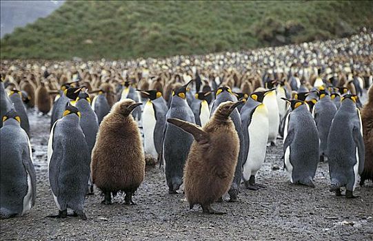 帝企鹅,生物群,海鸟,南乔治亚,英国,南美,企鹅,动物
