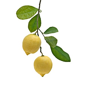 柠檬,枝头,隔绝,白色背景,背景