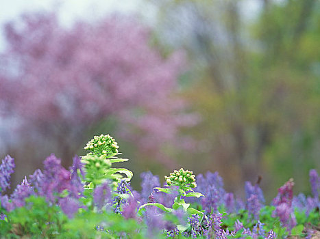 蜂斗叶属植物,紫堇属