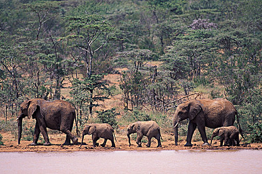 非洲,肯尼亚,非洲象