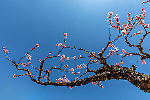 春季里绽放的桃花