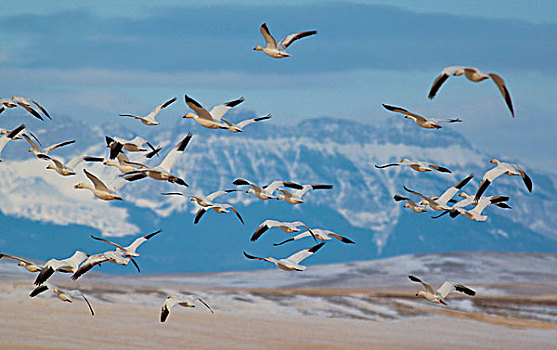 雪雁,飞行,春天,迁徙,落基山,正面,湖,靠近,蒙大拿