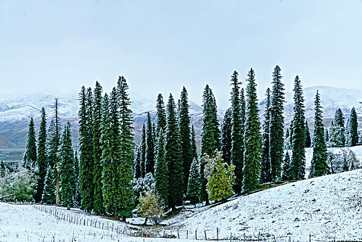 那拉提牧场雪景