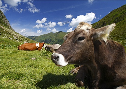 奥地利,母牛