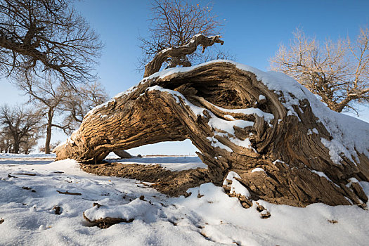 胡杨林,冬季,雪景