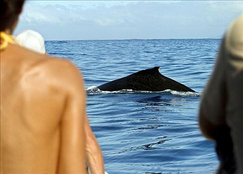 后视图,三个人,看,鲸,海中,塔希提岛,法属玻利尼西亚
