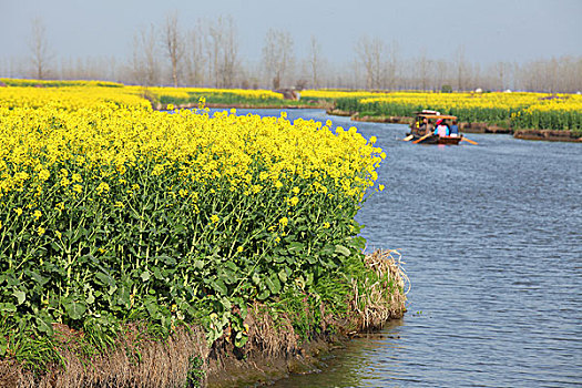 兴化,油菜花,乡村,观光,农业,种,0080