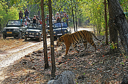 虎,游客,班德哈维夫国家公园,中央邦,印度,亚洲