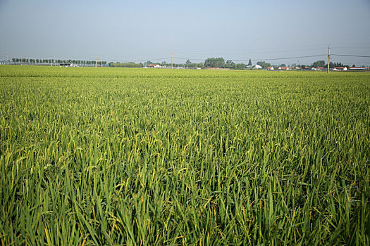 山东省日照市,万亩稻田长势喜人,青黄相间一片丰收景象