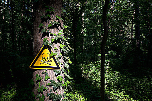 骷髅图案,警告标识,树,暗色,林地