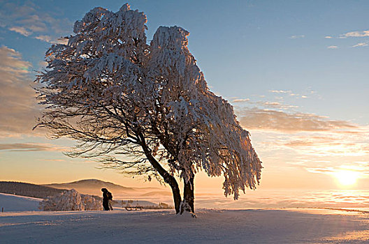 冬季风景,伴侣,雪撬,山,布赖施高,黑森林,巴登符腾堡,德国,欧洲