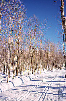 越野滑雪