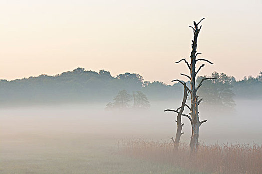 枯木,晨雾,自然保护区,黑森州,德国,欧洲