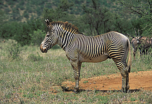 肯尼亚,国家级保护区,斑马,细纹斑马