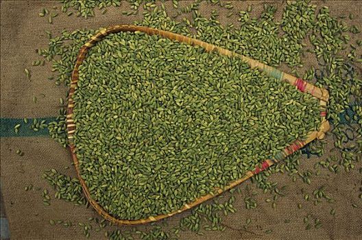 豆蔻籽荚,浅,篮子,印度