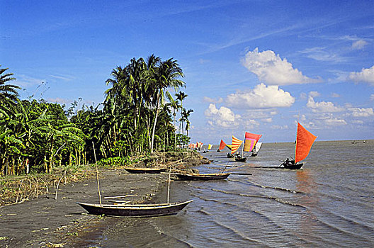捕鱼,帆船,河,季风,季节,鱼,孟加拉,2006年