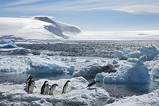阿德利企鹅,跳跃,海洋,浮冰,保利特岛,南极半岛,南极
