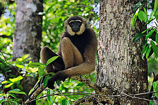 檀中埠廷国立公园,婆罗洲,印度尼西亚